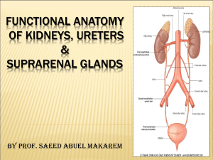 05-Kidney, Ureter
