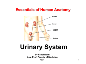 Essentials of Human Anatomy 19