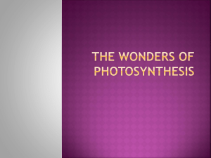 The Wonders of Photosynthesis