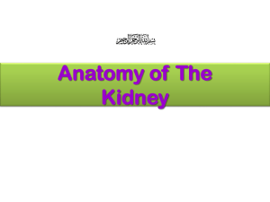 Anatomy of Kidney2012