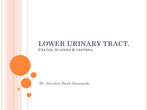 LOWER URINARY TRACT