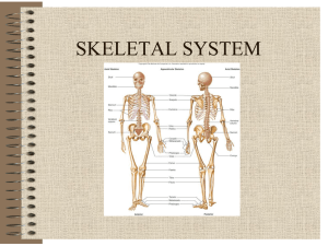 INTEGUMENTARY SYSTEM