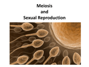 Meiosis and Sexual Reproduction Homologous Chromosomes