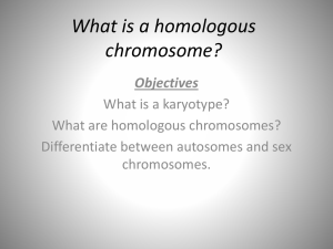 What is a homologous chromosome?