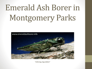 Emerald Ash Borer - Montgomery Parks