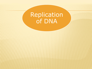 DNA replication - Cloudfront.net