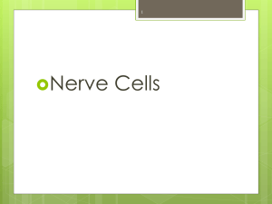 Nerve Cells PPT