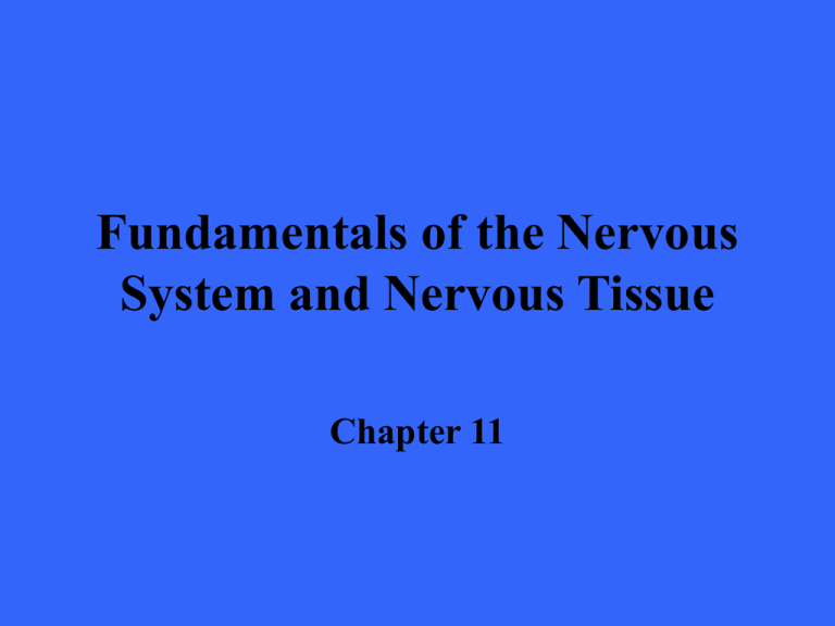 Fundamentals Of The Nervous System And Nervous Tissue