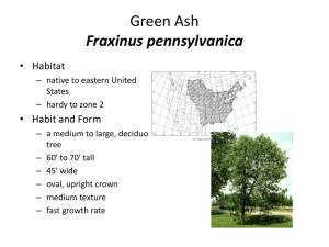 Green Ash Fraxinus pennsylvanica