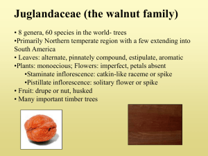 black walnut Juglans nigra (Juglandaceae)