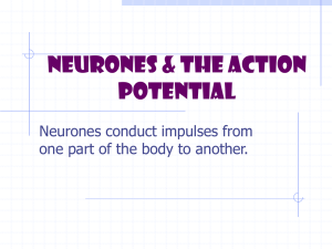 Neurones & the Action Potential