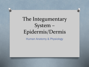The Integumentary System * Epidermis/Dermis