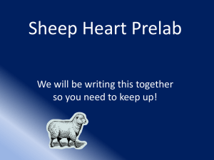 Sheep Heart Prelab