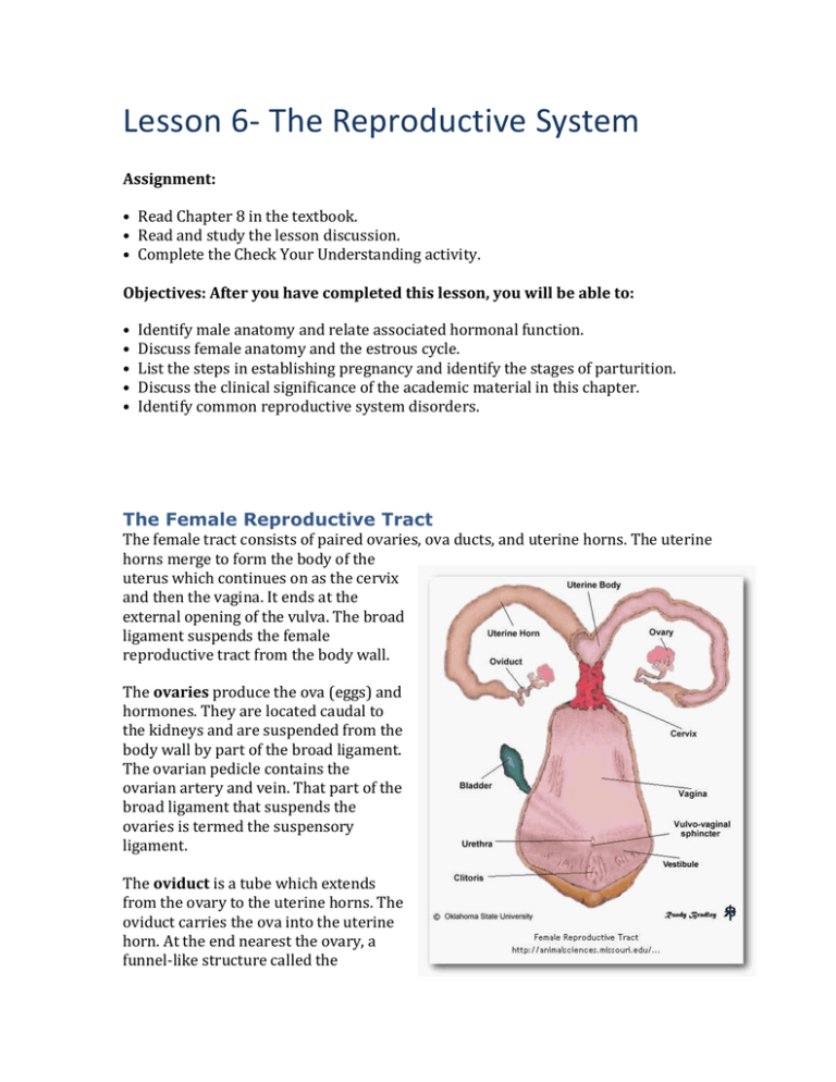 assignment on reproductive system