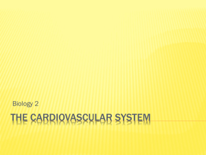 cardiovascular system ppt