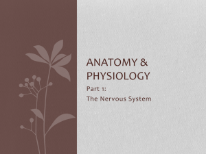 Anatomy & physiology - Manatee School for the Arts