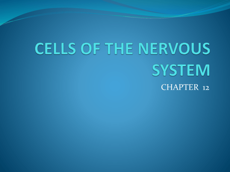 cells of the nervous system