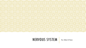 System 4 Nervous System 4 Nervous_2