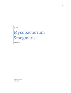 Mycobacterium Smegmatis - Jourdan Beasley's ePortfolio