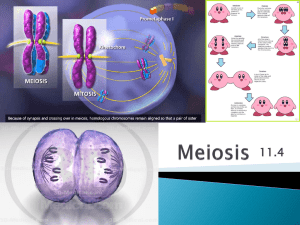 Meiosis II