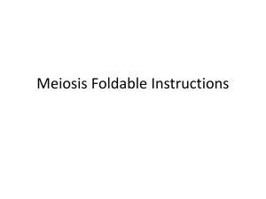 Meiosis Foldable Instructions