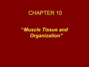 CHAPTER 10 “Muscule Tissue”