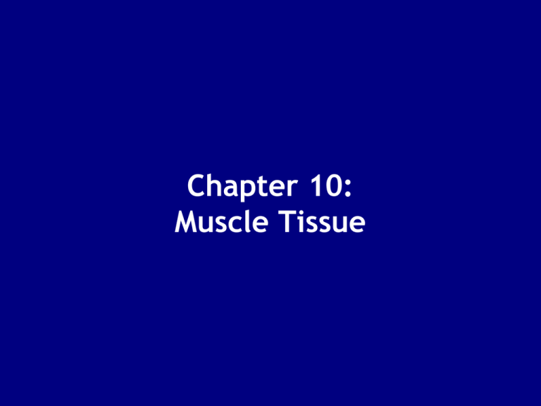 Chapter 10 Muscle Tissue