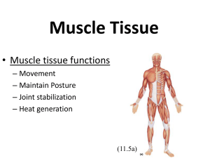 Chapter 10 Muscle Tissue