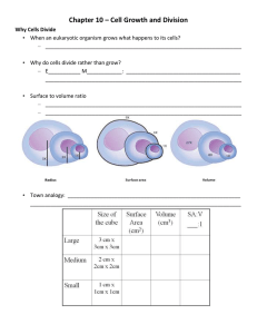 Meiosis II