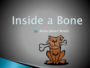 Inside a Bone - Teach Engineering