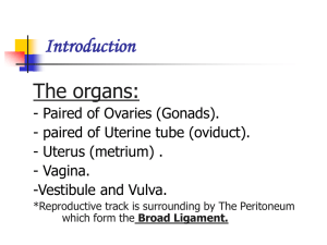 Innervation to the Vulva