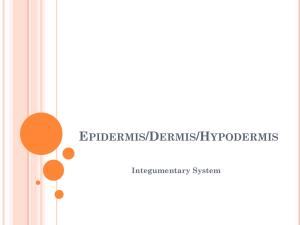 Epidermis Dermis