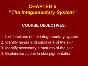 CHAPTER 5 “The Integumentary System”