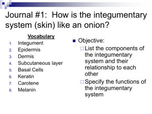 Journal #1: How is the integumentary system (skin) like an onion?