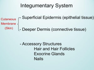 5. Integumentary System