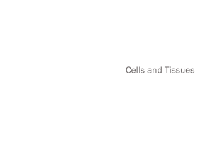 Cells and Tissues Part 4