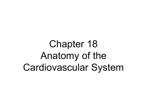 Ch. 18/21 Anatomy of Cardiovascular System notes