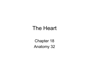 Chapter 18- The Heart