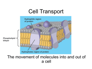 Cell Transport PowerPoint