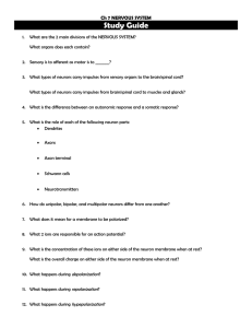 Ch 7 NERVOUS SYSTEM Study Guide What are the 2 main