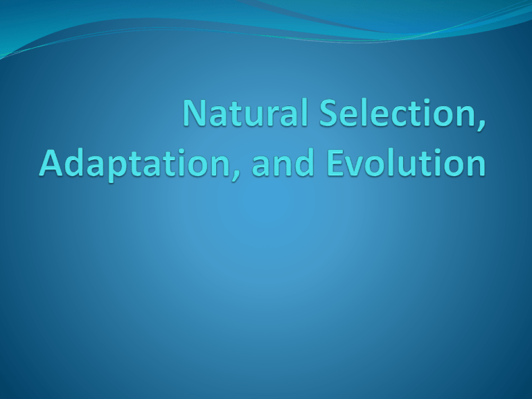 Natural Selection Adaptation And Evolution