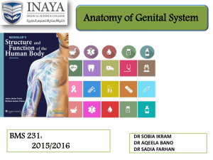 lect - 9 genital system