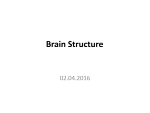 Brain Structure - People Server at UNCW