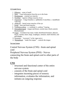 12-Cranial-Nerves-and-Divisions-of-the-Nervous