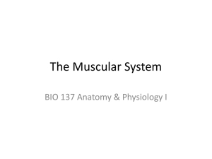 Muscular System Ppt - Ashland Independent Schools