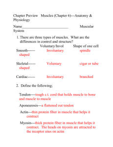 muscle questions and answers