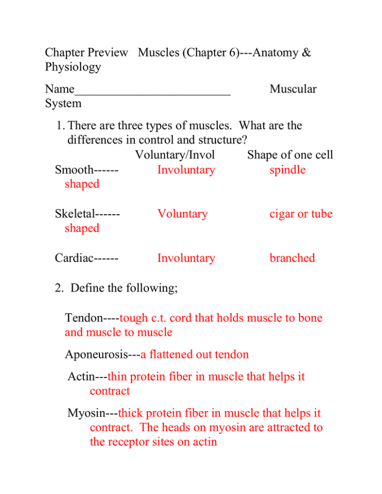 essay questions on muscle physiology