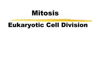 Mitosis ppt