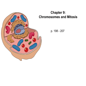 Chromosomes and Mitosis