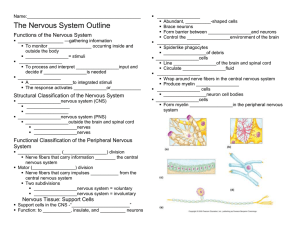 The Nervous System Outline